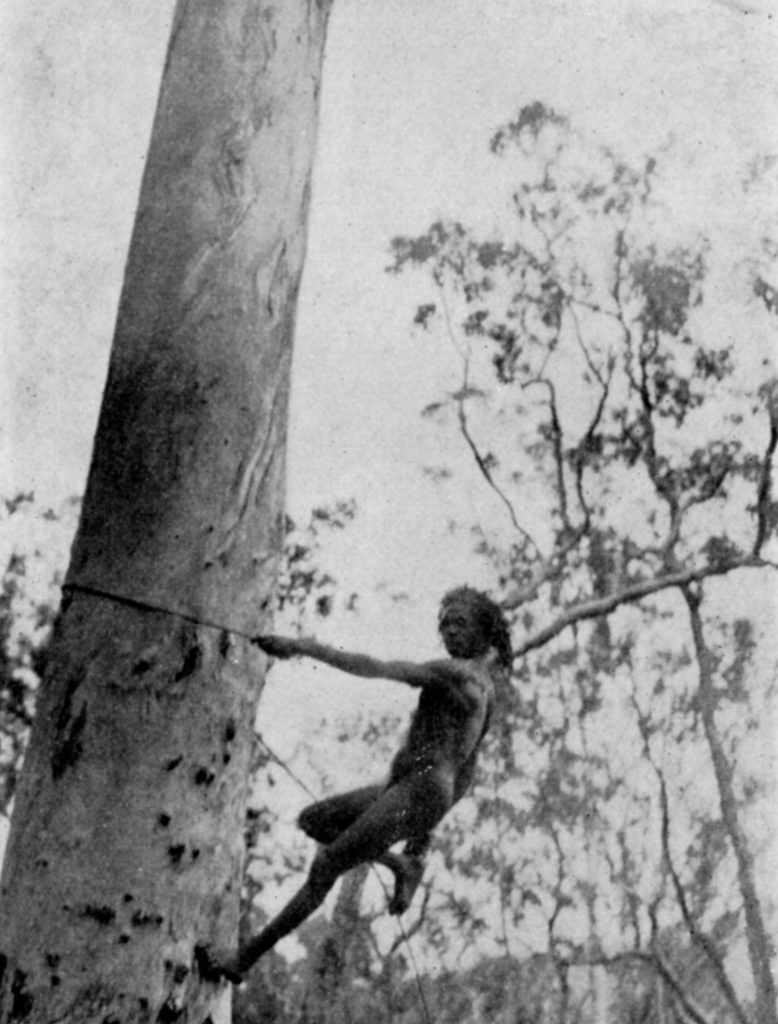 Photo of aboriginal tree climber, resting