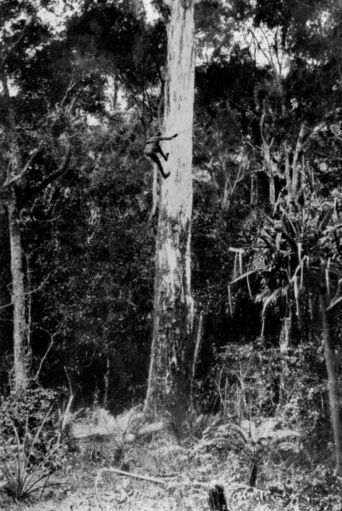 Photo of aboriginal man climbing a Eucalypt tree